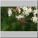 Dolichomitus messor - Schlupfwespe w02f 30mm - OS-Hellern Wiese det06.jpg